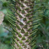 Monkey Puzzle
